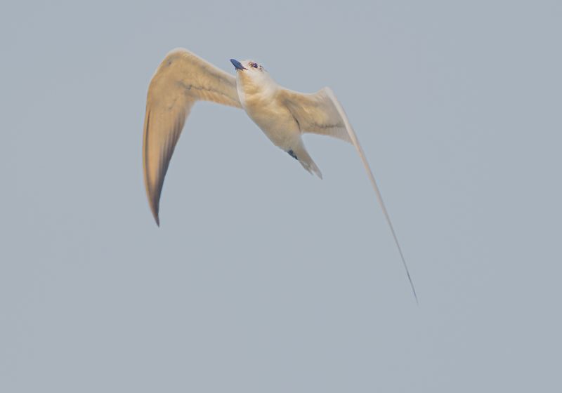 closeup, bird, birds, wild, wings, beauty, nature, swan, feather, spread, little sparrow,animal,animals,nikon,tailorbird,portraitm,eyes,king,kingfisher Wiskered Ternphoto preview
