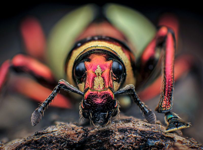 macro, nature, insect, weevil Metallic Weevilphoto preview