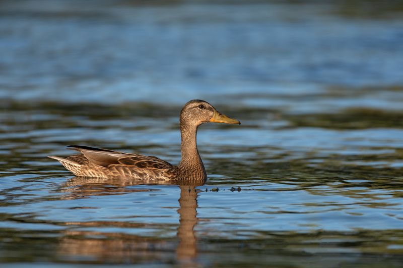 утки,кряква ***photo preview