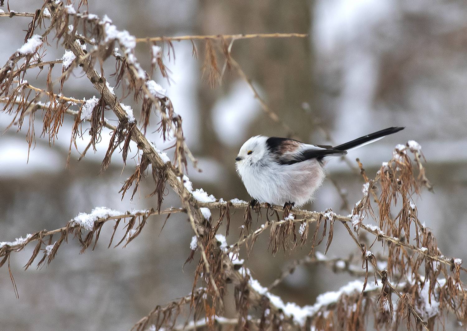 птицы, синицы, ополовник, зима, парк, Широких Александр