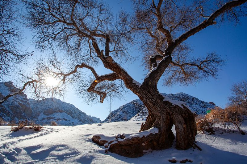 чарын, зима, дерево, солнце, казахстан photo preview