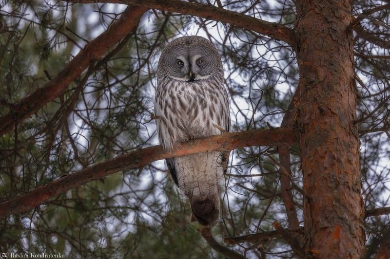 бородатая неясыть, сова, совы, птицы Бородатая неясытьphoto preview