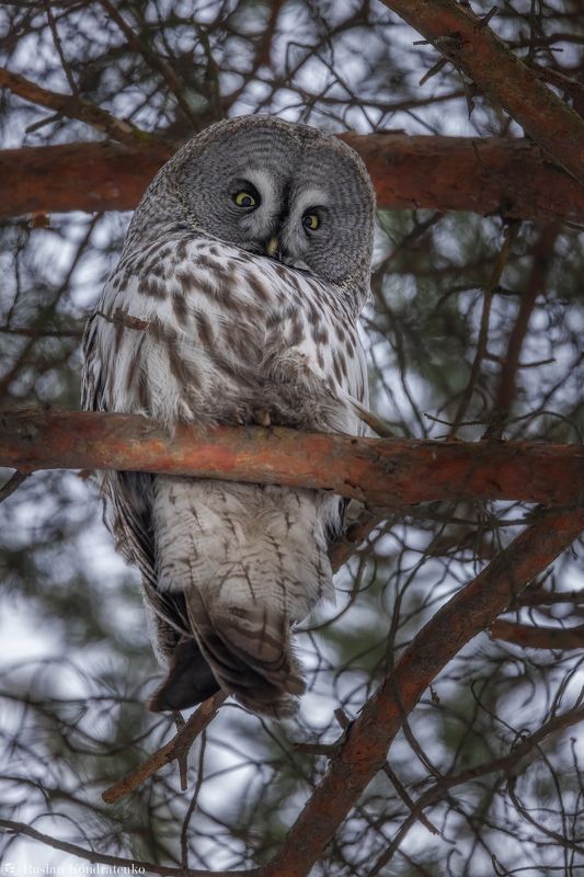 бородатая неясыть, сова, совы, птицы Бородатая неясытьphoto preview