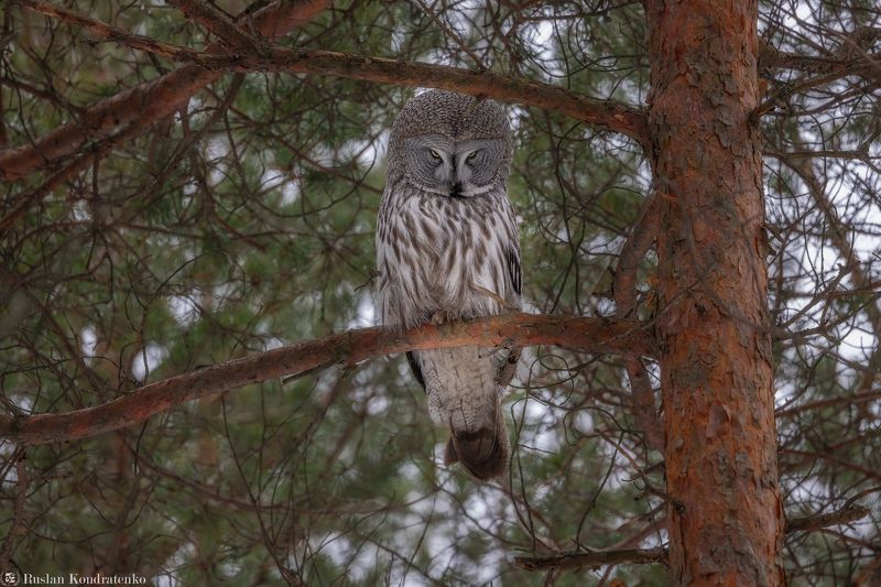 бородатая неясыть, сова, совы, птицы Бородатая неясытьphoto preview