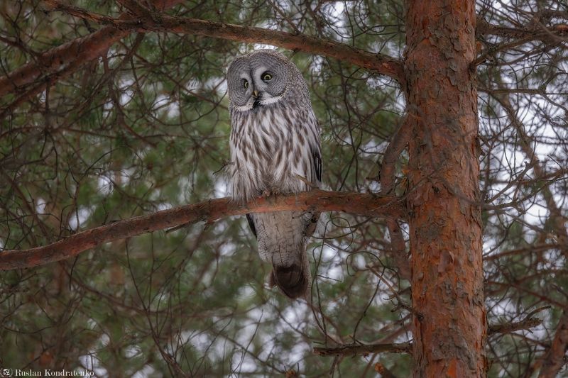 бородатая неясыть, сова, совы, птицы Бородатая неясытьphoto preview