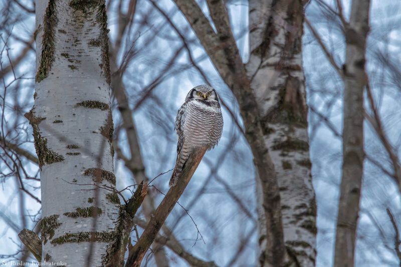 ястребиная сова, совы, сова, птица, пицы Ястребиная соваphoto preview