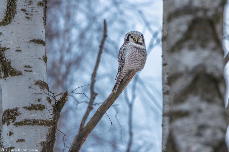 ястребиная сова, совы, сова, птица, пицы Ястребиная соваphoto preview