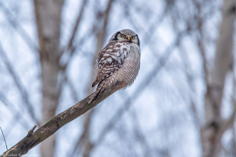 ястребиная сова, совы, сова, птица, пицы Ястребиная соваphoto preview