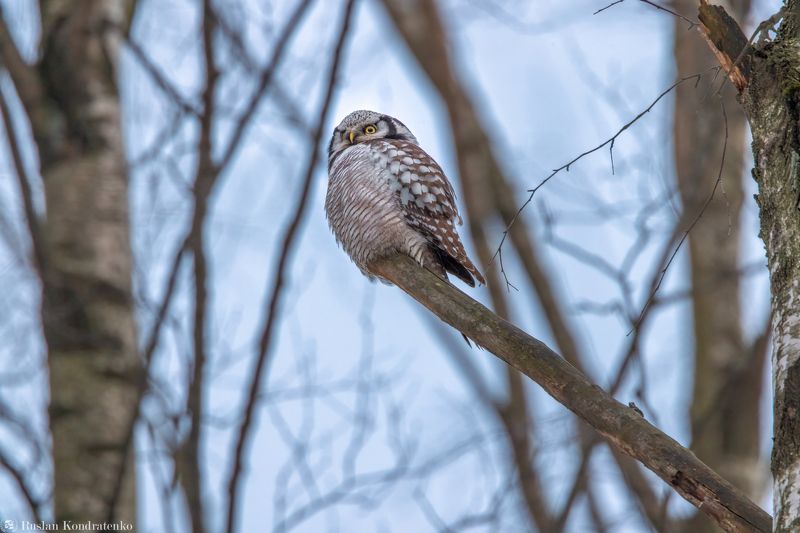 ястребиная сова, совы, сова, птица, пицы Ястребиная соваphoto preview