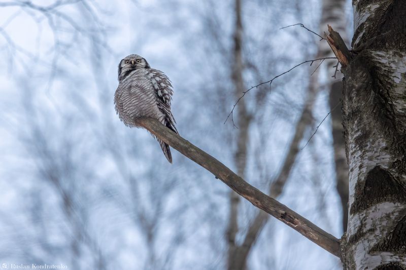 ястребиная сова, совы, сова, птица, пицы Ястребиная соваphoto preview