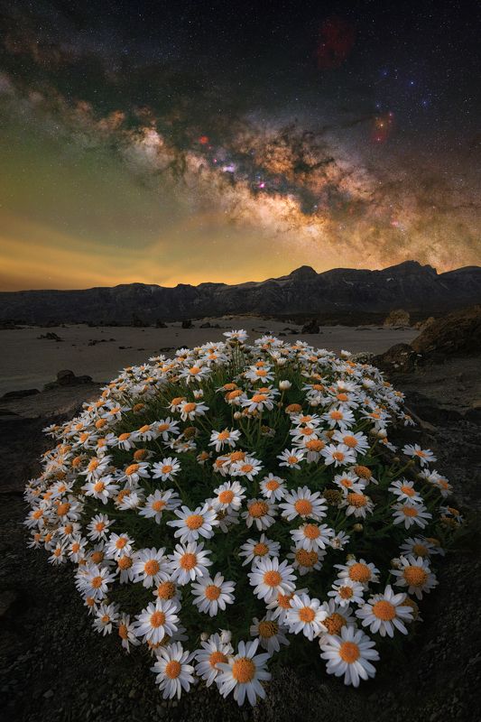 Stellar Daisiesphoto preview