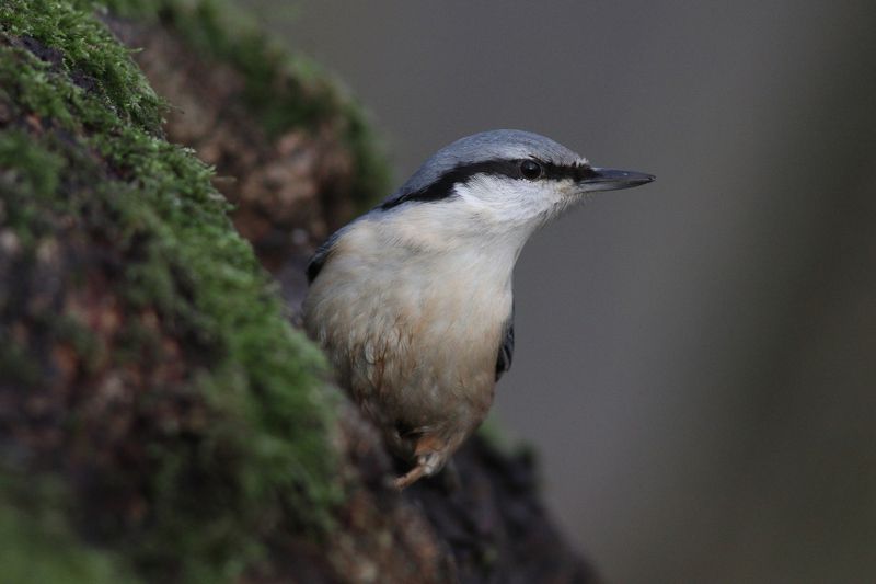 обыкновенный поползень, поползень, sutta europaea, eurasian nuthatch Воришкаphoto preview