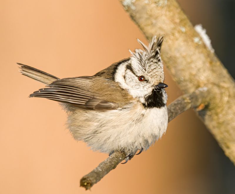 crested tit, birds, birdwatching, wildlife, winter, зима, птицы, синица, гренадерка, фотоохота, природа photo preview
