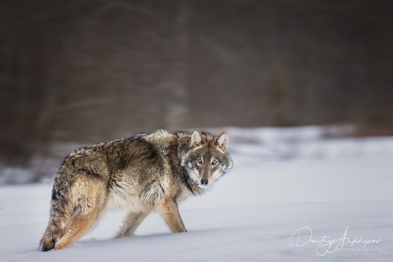 Волки IIphoto preview