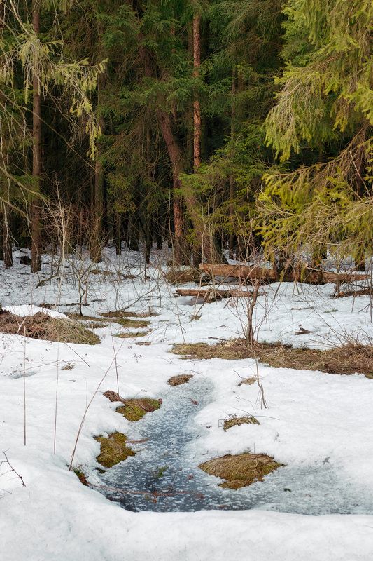 лес, деревья, снег, свет В мартовском лесу фото превью