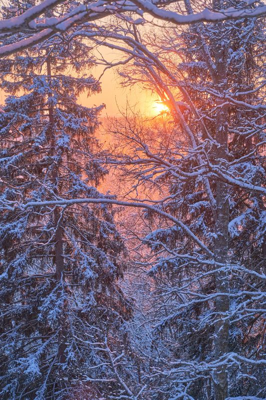 закат,зима,лес,мороз,зимний закат,подмосковье Морозный закат в лесу фото превью