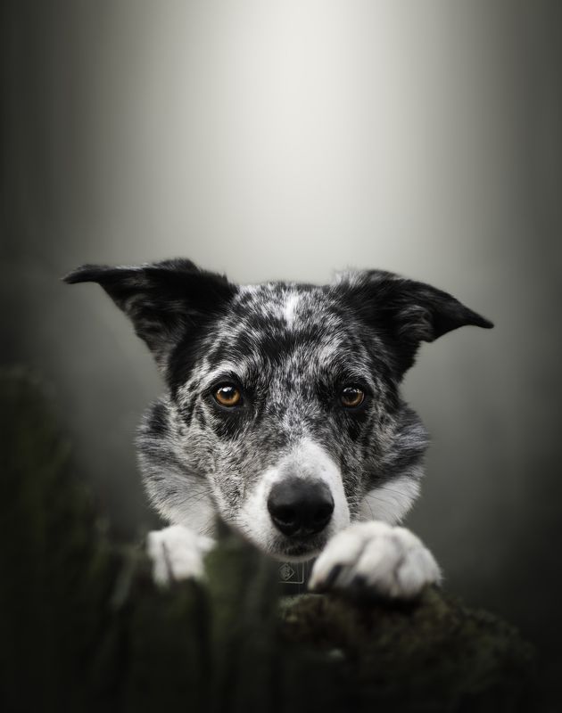 i see youphoto preview