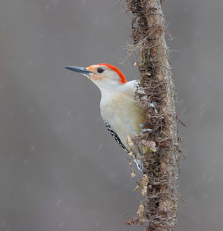 дятел, каролинский меланерпес, red-bellied woodpecker, woodpecker, зима Red-bellied Woodpecker, male -Каролинский меланерпесphoto preview