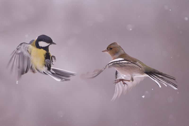 Битваphoto preview