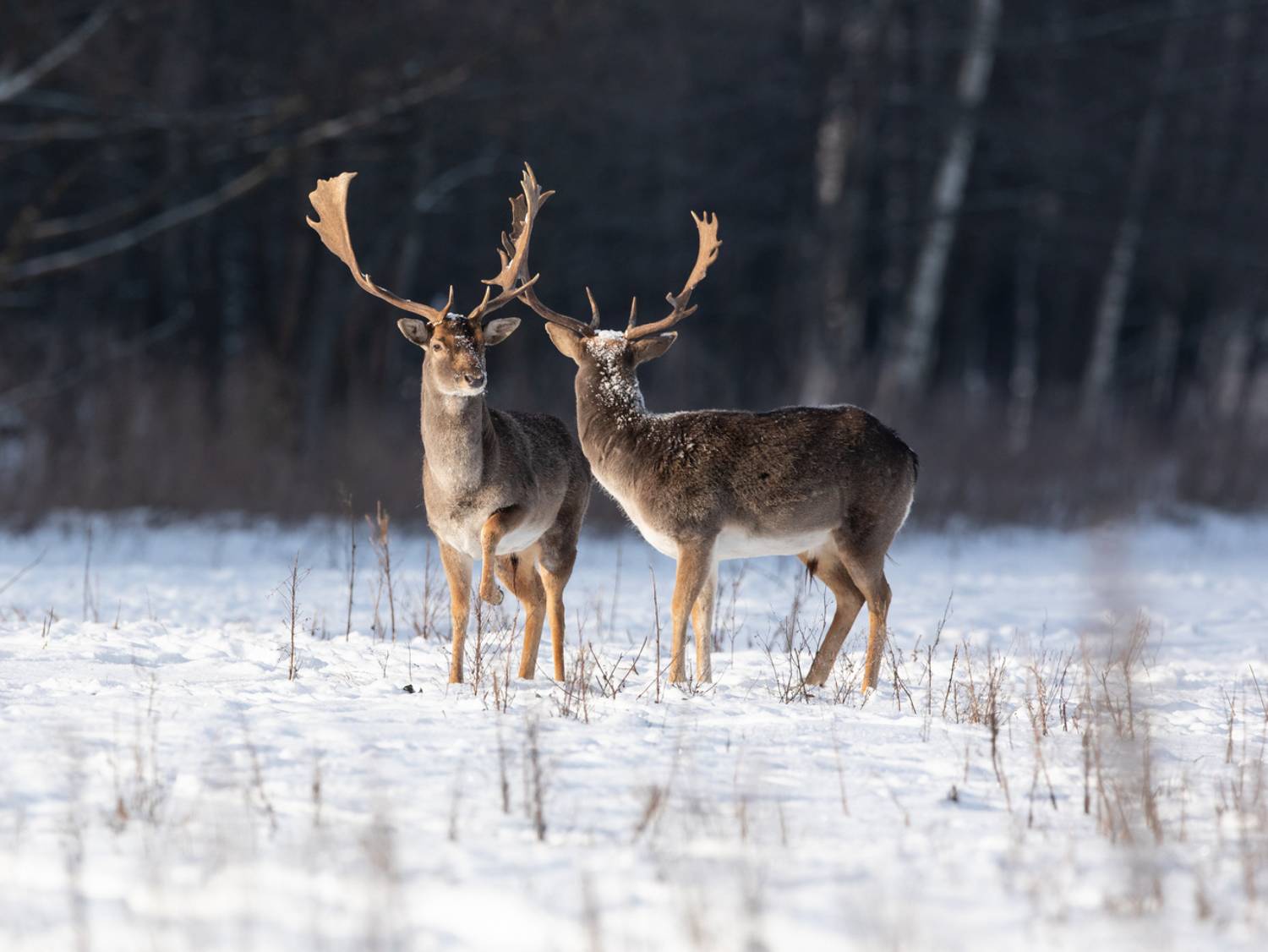 , Vladimir Pakalevich