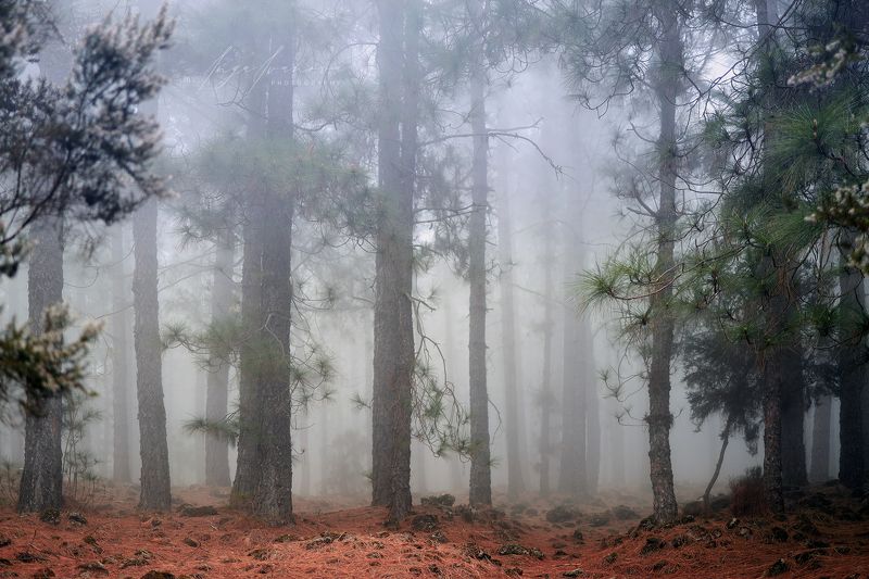 Национальный парк Тейдеphoto preview