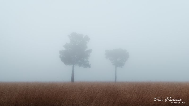landscape, georgia, tree Trees in the fogphoto preview
