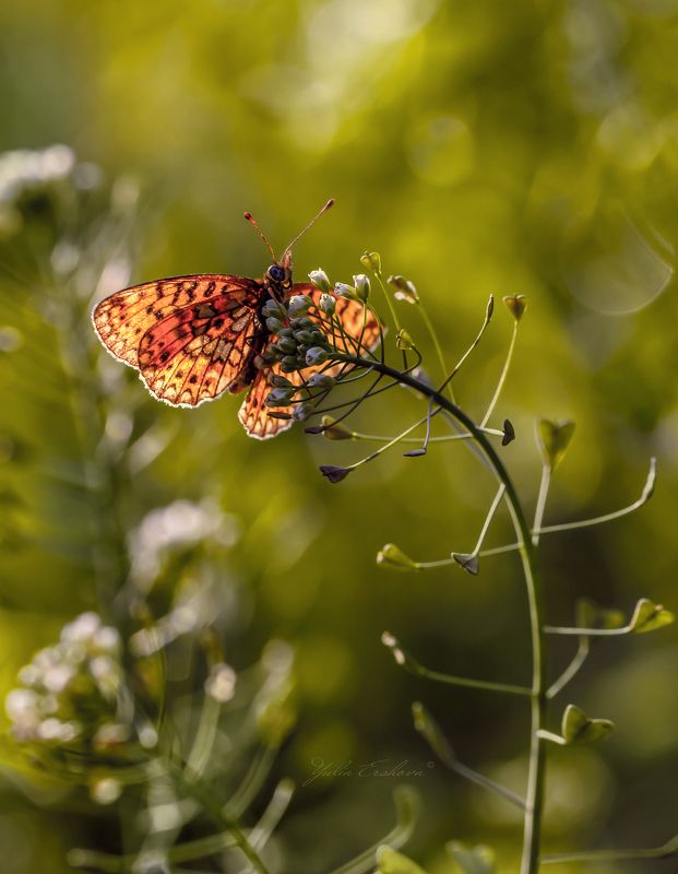 бабочка, макро, macro, шашечница Солнечный витражphoto preview