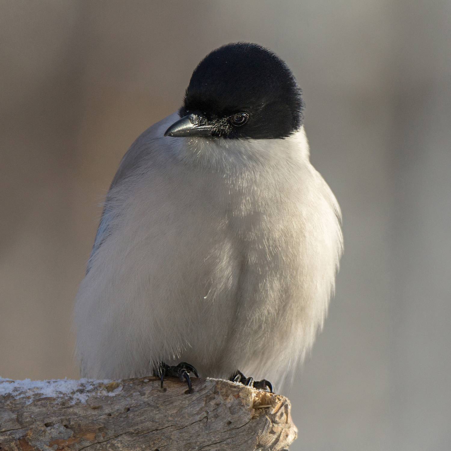 Портрет голубой сороки. Автор: Koledova Irina , Koledova Irina