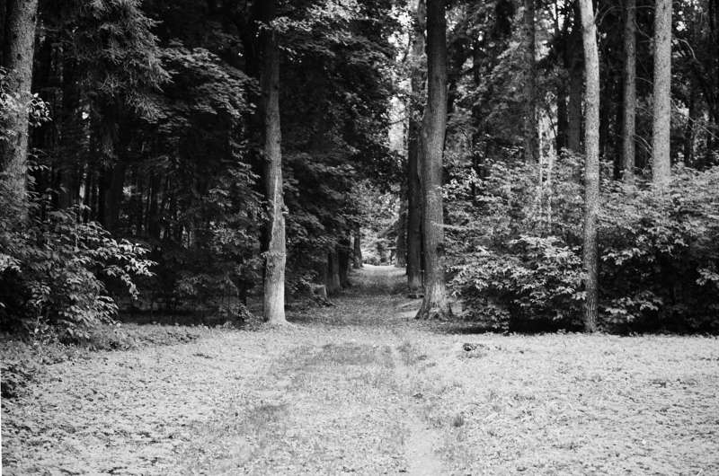 пленка, ilford, чб, bw, pan100, nikon, film, analog, b&w, парк,пейзаж, лес, сесопарк, Прогулки по парку фото превью