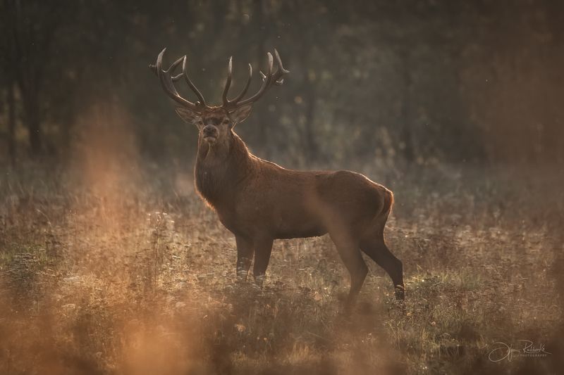 олень, deer, гон, беларусь, красный бор Осенние встречиphoto preview
