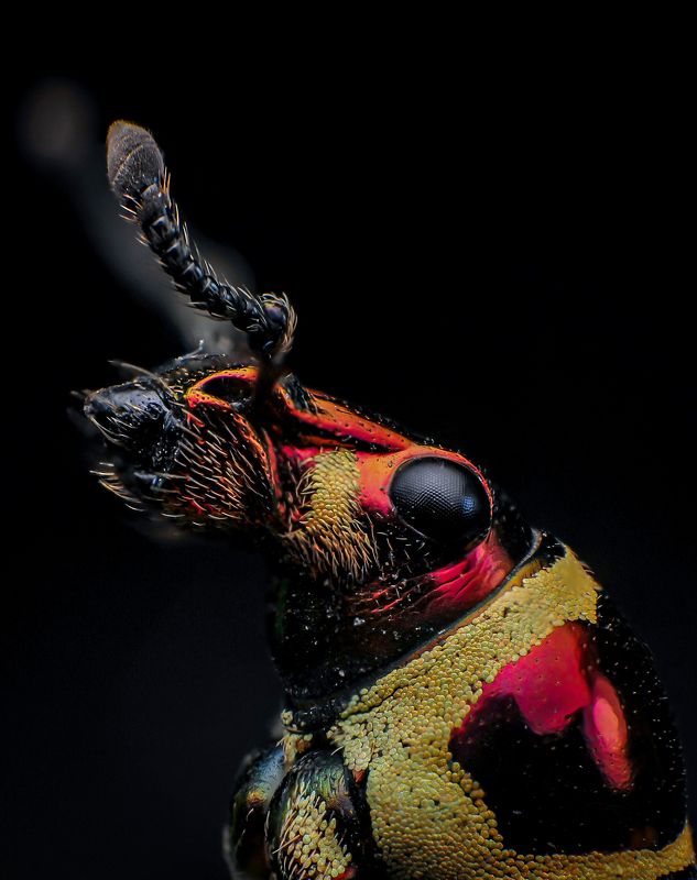 macro, nature, insect, weevil Metallic Weevilphoto preview