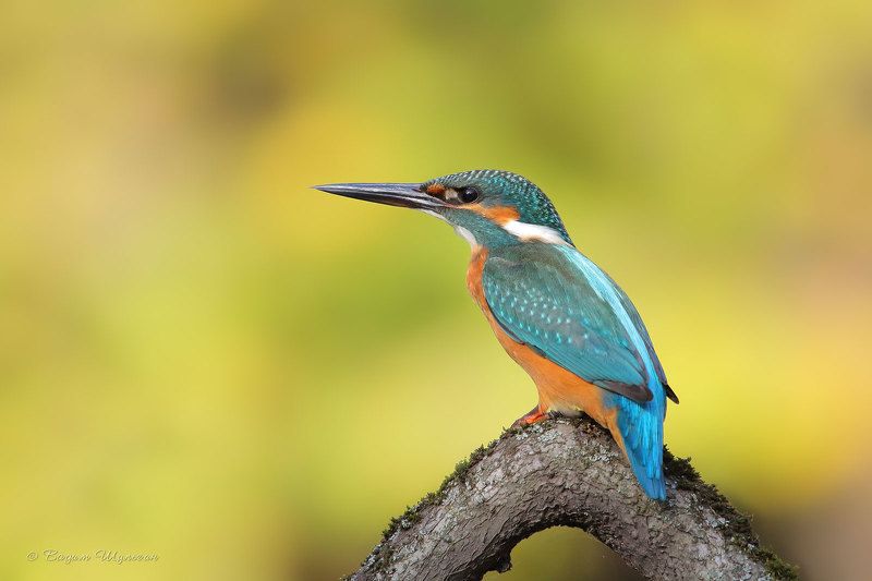 К осеннему отлёту готов!photo preview