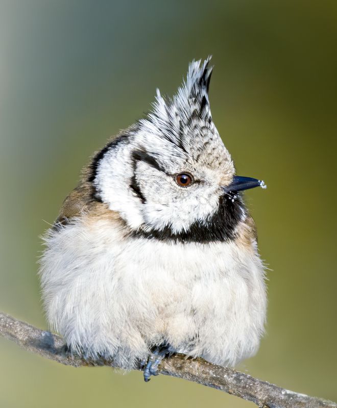 crested tit, birds, birdwatching, wildlife, winter, зима, птицы, синица, гренадерка, фотоохота, природа photo preview