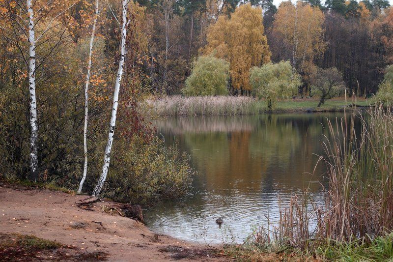 осень, парк, покровское-стрешнево, природа, пруд 1 час в осеннем паркеphoto preview