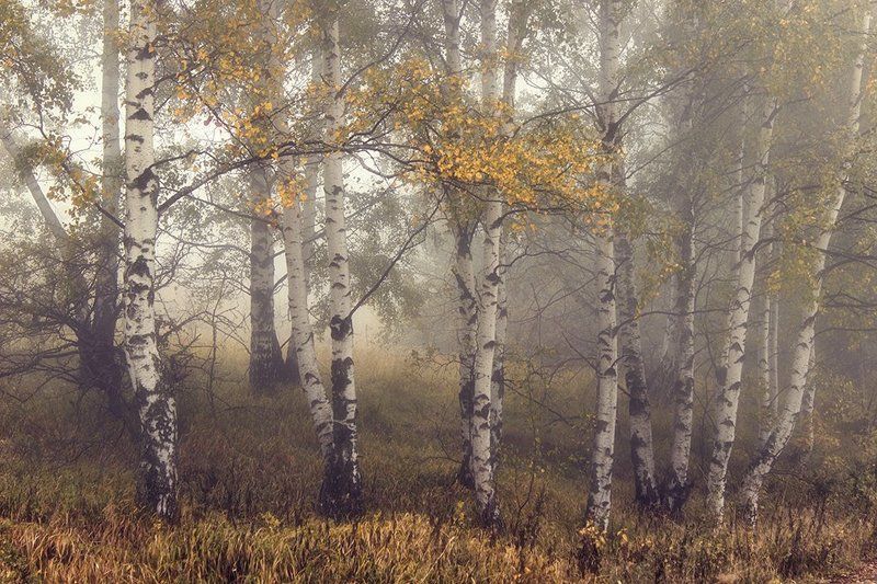 Березы, Лес, Осень, Туманъ photo preview