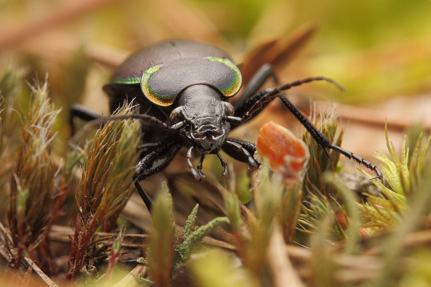 Лесной киллер. Автор: Роман Рысь , Роман Рысь