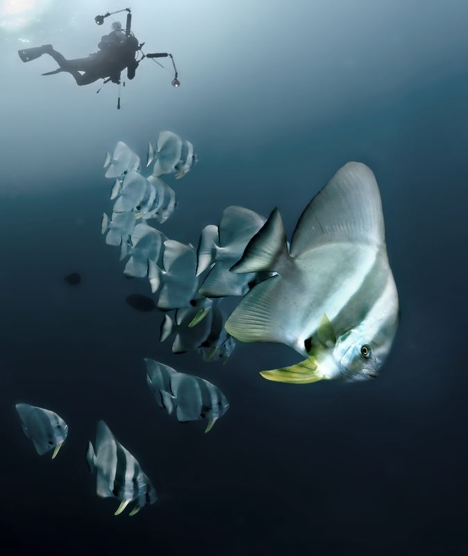 Ангелы рэковphoto preview