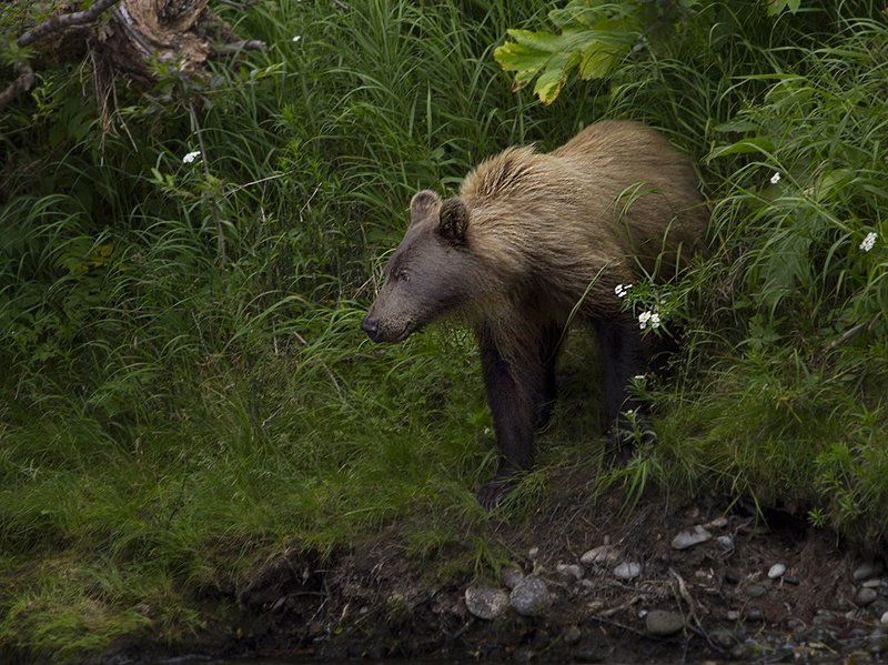 Три медведяphoto preview