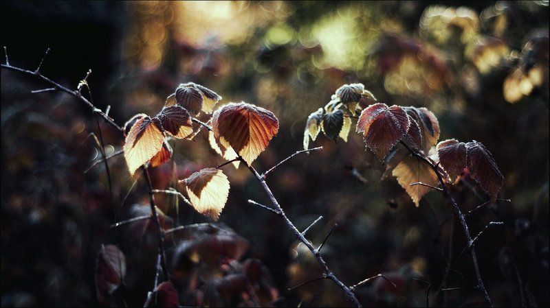 Природа, Утро Утреннее морозноеphoto preview