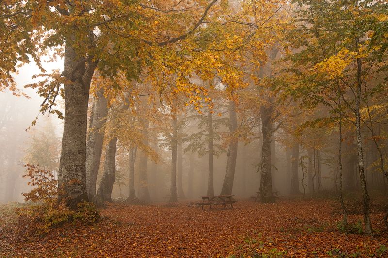 yellow trees forest autum leaves fog canon 6D turkey yellowphoto preview