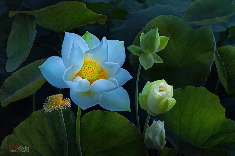 Sen Trắngphoto preview