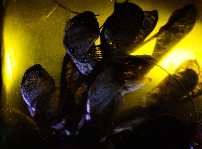 осень, цвет, свет, контровой, листья, рябина, макро, пыль, lo_fi, абстракция осенний амбиентphoto preview