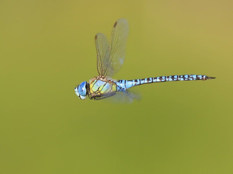 Полёт, Стрекоза predatorphoto preview