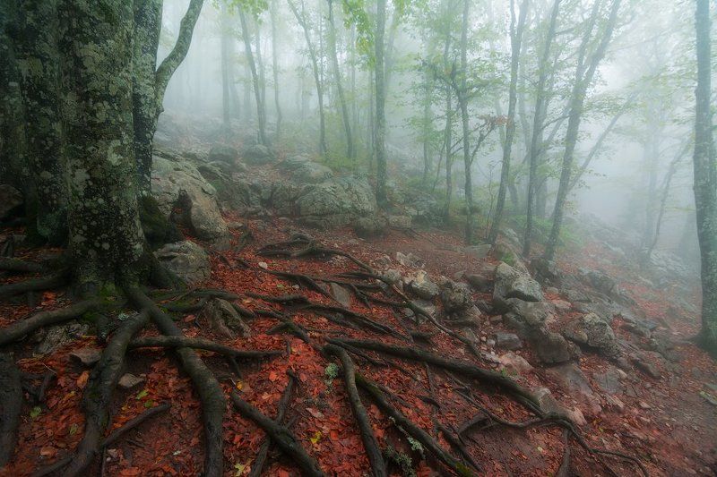 ай-петри, крым Лес Ай-Петриphoto preview