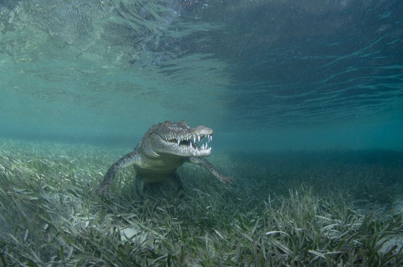 природа, животные, подводный мир, под водой, море, океан Милый крокодилphoto preview