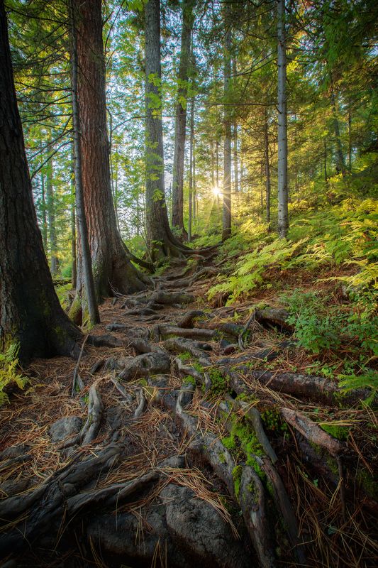 тропа, корни, деревья, солнце, осень, листья, листва, камни, мох Тропа к Солнцуphoto preview