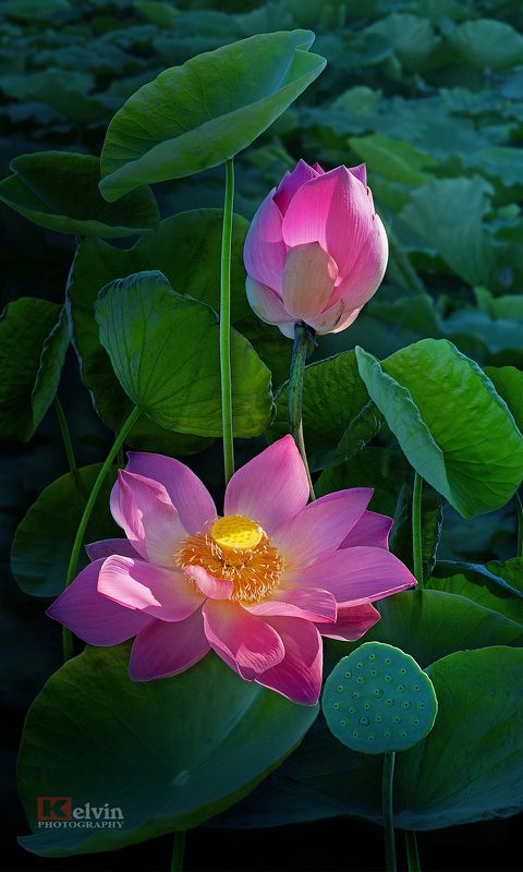 Sen Hồngphoto preview