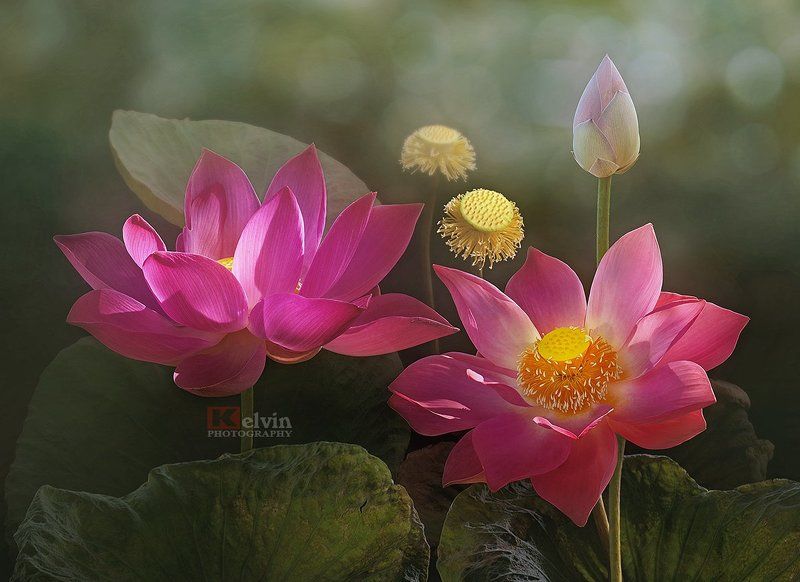 Sen Hồngphoto preview