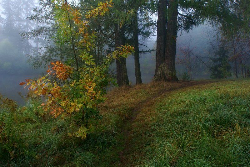 Тропинка в туманphoto preview