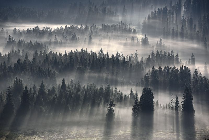 Лес, Лес туман Туманные рекиphoto preview